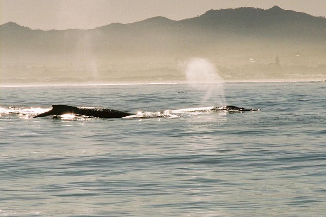 Boat Based Whale Watching from Hermanus - Should You Book This Hermanus Boat Whale Watching Trip?