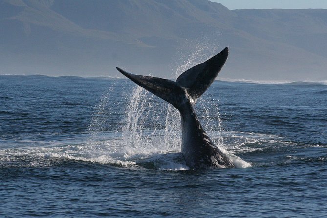 Boat Based Whale Watching from Hermanus - Weather Matters, And So Does Your Mindset