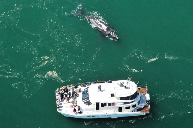Boat Based Whale Watching from Hermanus - Catamaran Comfort, Crew Support, and How You Actually Get Good Views