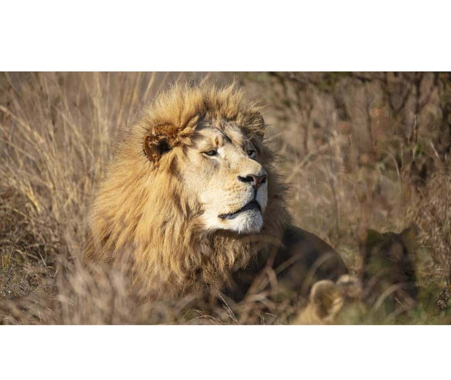 Bothongo Rhino and Lion Nature Reserve Self Drive - Predator enclosures: lions, cheetahs, and wild dogs up close