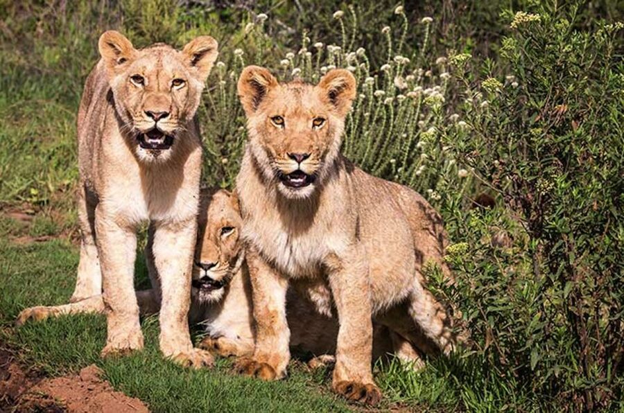 Botlierskop Private Game Reserve: 3.5-Hour Sunset Game Drive - The 3.5-Hour Sunset Drive: What Happens in Real Time