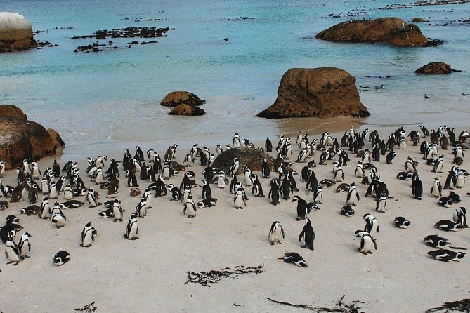 Boulders Beach Cape Town: Swimming With Penguin & Close Encounter Half Day Tour - Boulders Beach Penguin Colony: boardwalk viewing plus real beach time