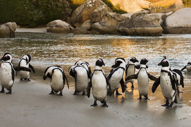 Boulders Beach Cape Town: Swimming With Penguin & Close Encounter Half Day Tour - St James Beach huts near Muizenberg: a colorful final frame