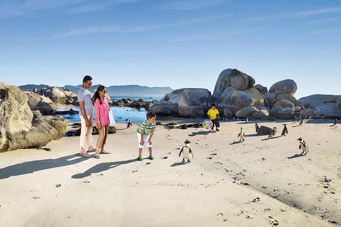 Boulders Beach Cape Town: Swimming With Penguin & Close Encounter Half Day Tour - Bo-Kaap quick stop: colorful houses and easy cultural context