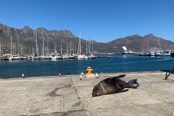 Boulders Beach Penguins and Seal Island Boat Trip Half Day Tour - Two Wildlife Stops, One Efficient Half Day in Cape Town