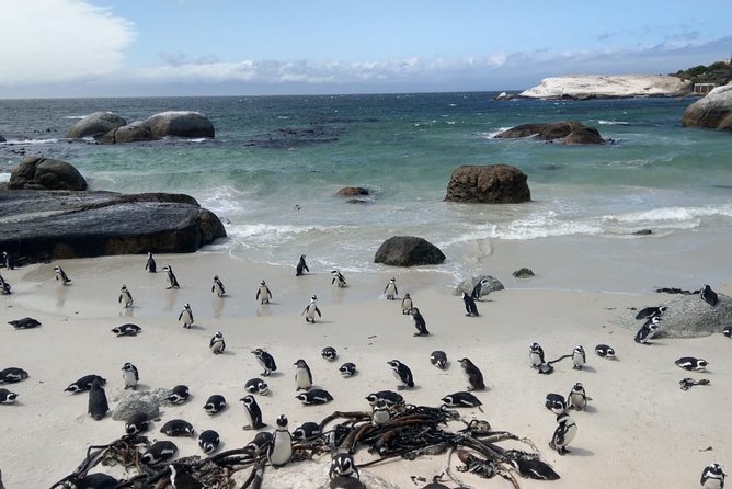 Boulders Beach Penguins and Seal Island Boat Trip Half Day Tour - Hout Bay and Drumbeat Charters to Seal Island
