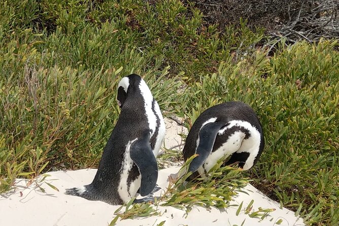 Boulders Beach Penguins and Seal Island Boat Trip Half Day Tour - Chapman’s Peak Drive Viewpoint Stop for Quick Photo Magic