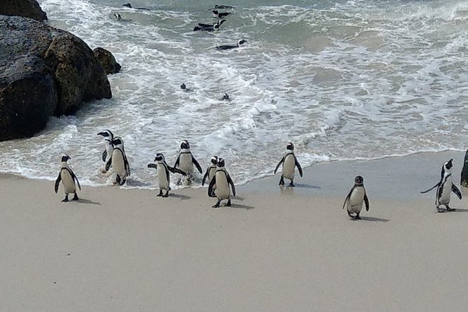 Boulders Beach Penguins and Seal Island Boat Trip Half Day Tour - Should You Book This Half-Day Penguins and Seals Trip?