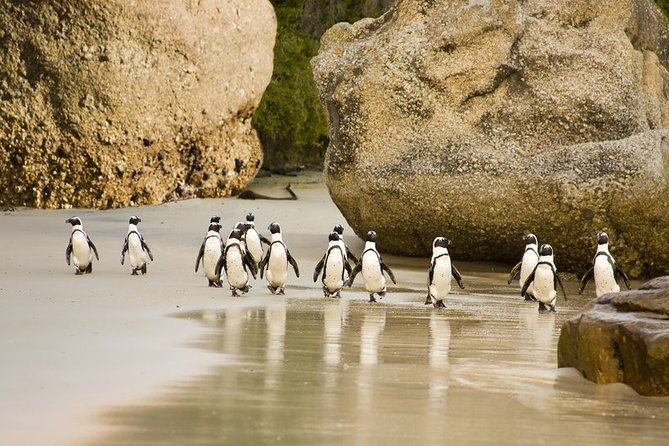 Boulders Beach Penguins Half Day Tour - Bo Kaap, then a fast stop at the Twelve Apostles area