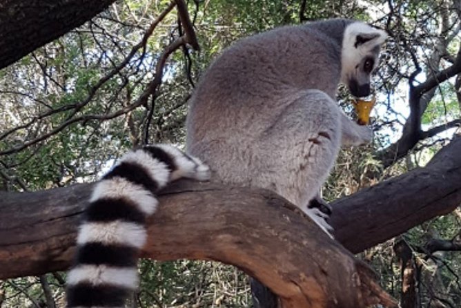 Bush Babies & Monkey Sanctuary and Elephants walk Private - Key things I’d put on your radar