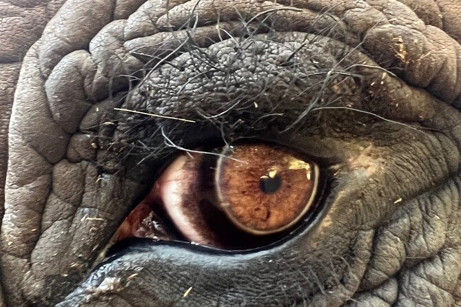 Bush Babies & Monkey Sanctuary and Elephants walk Private - Walking side-by-side: what to expect during the elephant portion