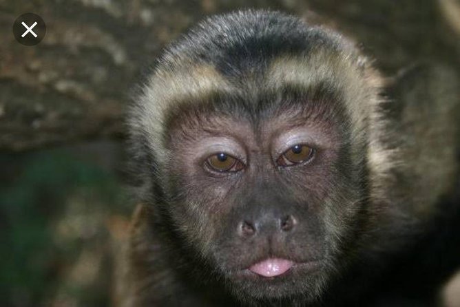 Bush Babies & Monkey Sanctuary and Elephants walk Private - Monkey sanctuary time in the Magaliesberg kloofs