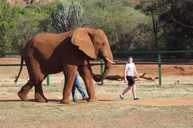 Bush Babies & Monkey Sanctuary and Elephants walk Private - Elephant Sanctuary Hartbeesport: the presentation that sets expectations