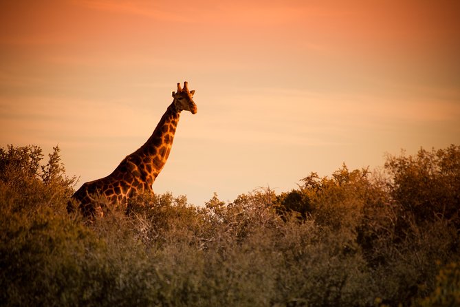 Bush Safari - Karoo Wildlife and a Small-Reserve Feel Near Oudtshoorn
