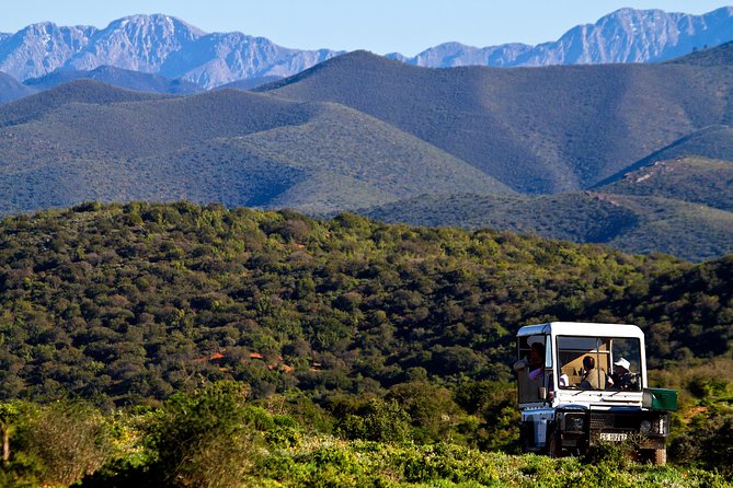 Bush Safari - Morning vs Afternoon Starts: Choosing the Day That Works for You