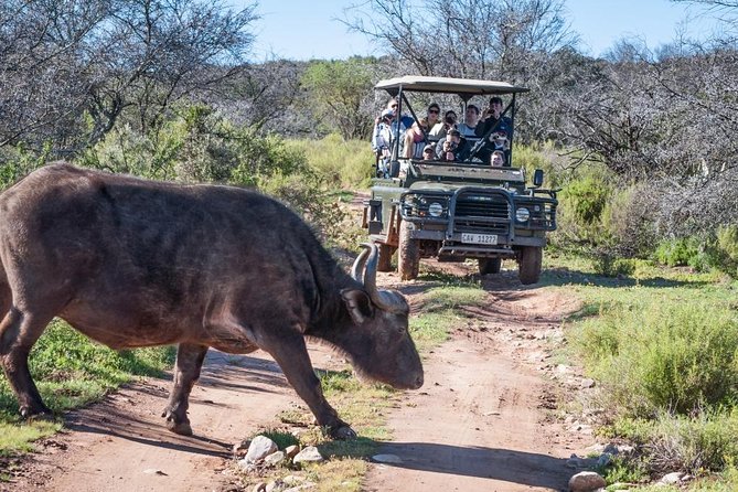 Bush Safari - Guide Style, Animal Sightings, and What to Expect From the Drive