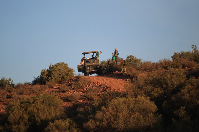 Bush Safari - Value Check: Is $43 a Smart Deal for This Safari?