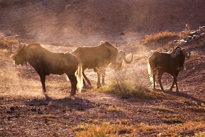 Bush Safari - What You Really See From the Open Vehicle, and Why It Matters