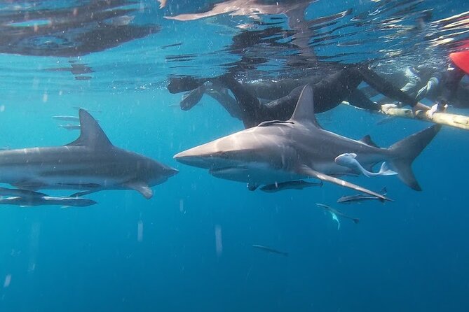 Caged and Cageless Shark Snorkelling on Durban's Aliwal Shoal - Durban’s Aliwal Shoal: what makes this shark snorkel feel real