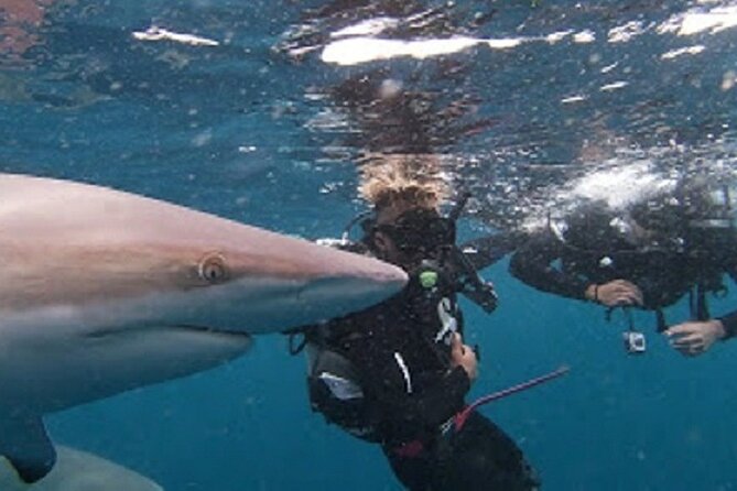 Caged and Cageless Shark Snorkelling on Durban's Aliwal Shoal - How the cage to open water sequence works (and why it reduces stress)