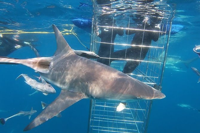 Caged and Cageless Shark Snorkelling on Durban's Aliwal Shoal - Price and value: why $89.03 can make sense here
