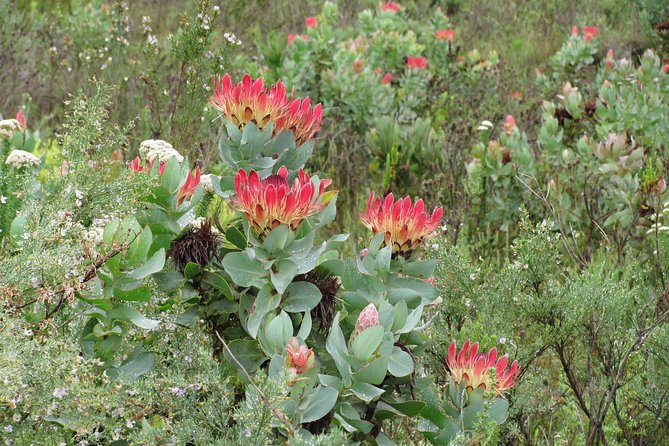 Cango Caves,Swartberg Pass,Prince Albert & Meiringspoort Daytrip - Why This Oudtshoorn Daytrip Packs in Real Western Cape Variety