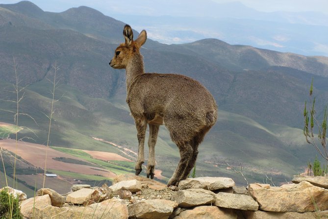 Cango Caves,Swartberg Pass,Prince Albert & Meiringspoort Daytrip - Swartberg Pass Ascent: Mountain Views With Flora, Fauna, and Geology Talk