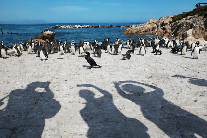 Cape Agulhas Full Day Private Tour from Cape Town - Hermanus stop and Hemel-en-Aarde: whales in season, wine if you want it