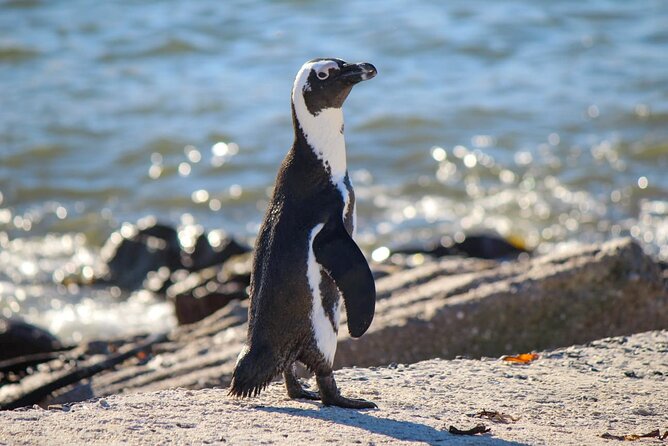 Cape Agulhas Full Day tour - Hermanus Whale Territory and Lunch Time: June to November Is the Sweet Spot