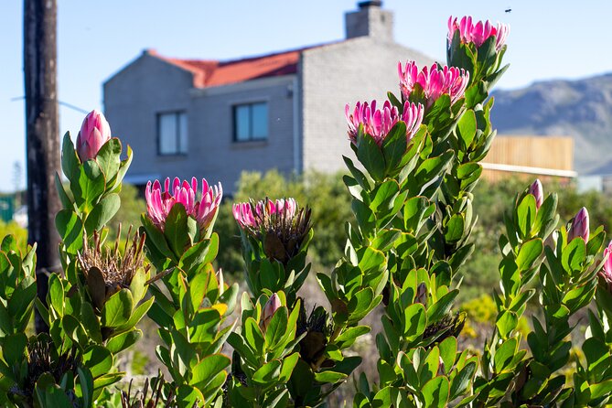 Cape Agulhas Full Day tour - Guide Quality Is Part of the Value, Not an Extra