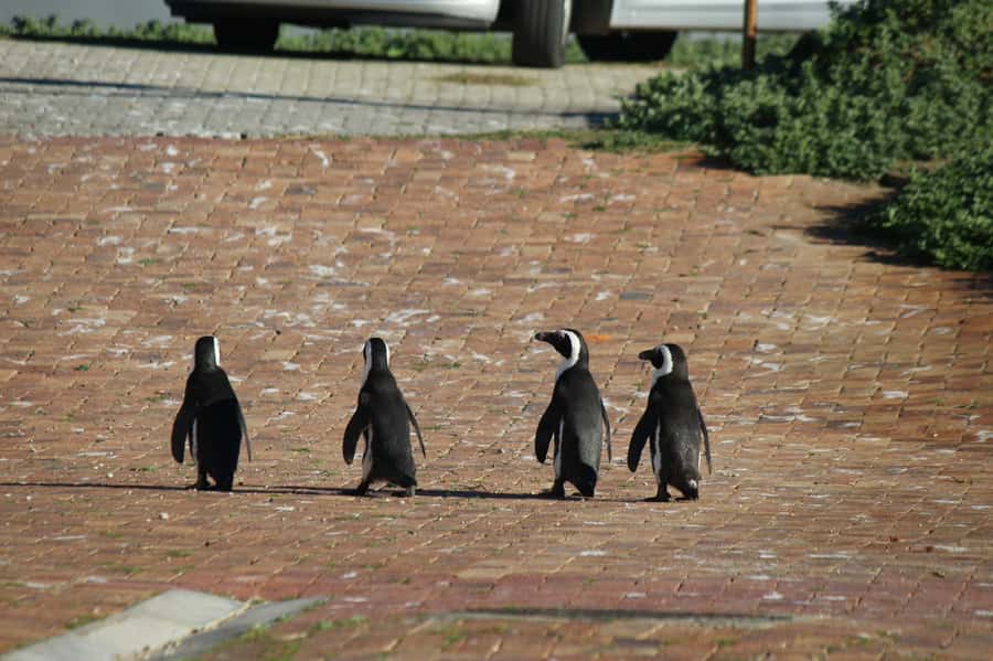 Cape Agulhas, Hermanus & Stoney point Penguins full Day Tour - Elim, a Moravian town founded in 1824