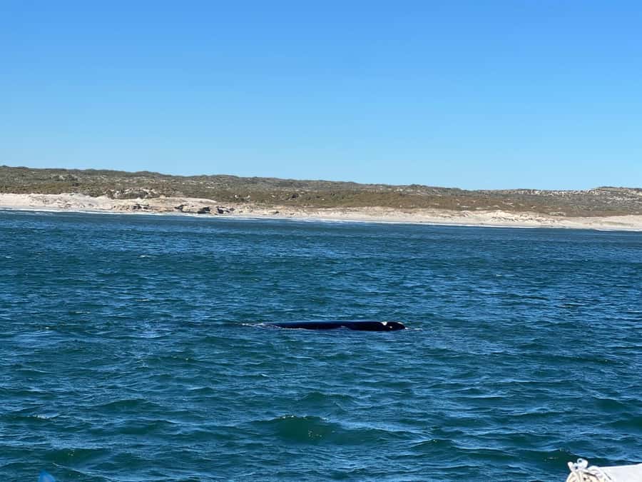 Cape Agulhas, Hermanus whales & Wine Tasting Day Trip - Key takeaways before you go