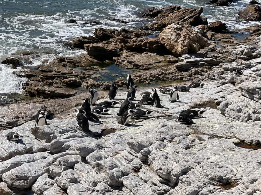 Cape Agulhas, Hermanus whales & Wine Tasting Day Trip - Who should book, and who should skip?