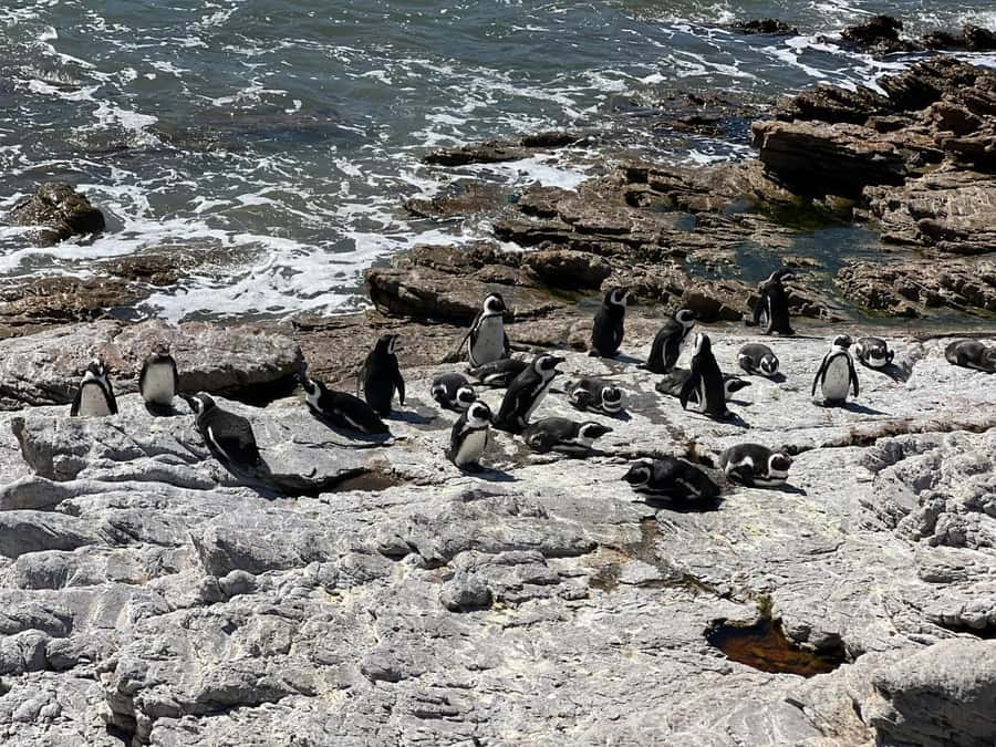 Cape Agulhas, Hermanus whales & Wine Tasting Day Trip - A 6:30 AM start for the southernmost Africa dream