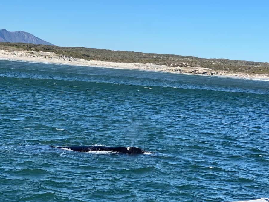Cape Agulhas, Hermanus whales & Wine Tasting Day Trip - Caledon Casino and the slow road to Bredasdorp