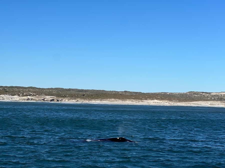 Cape Agulhas, Hermanus whales & Wine Tasting Day Trip - Hermanus whale watching: best odds, no guarantees