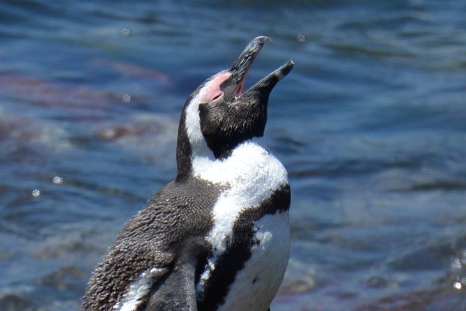 Cape Agulhas | Stony Point Nature Reserve - Cape Agulhas and Stony Point in one well-paced day