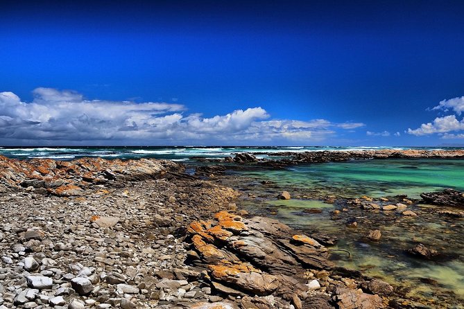 Cape Agulhas | Stony Point Nature Reserve - Stony Point penguins, Hermanus pass-through, and Clarence Drive views