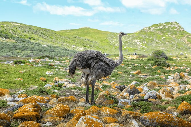 Cape of Good Hope and Boulders Beach Group Tour in Cape Town - Bo-Kaap: quick color, quick context, quick photos
