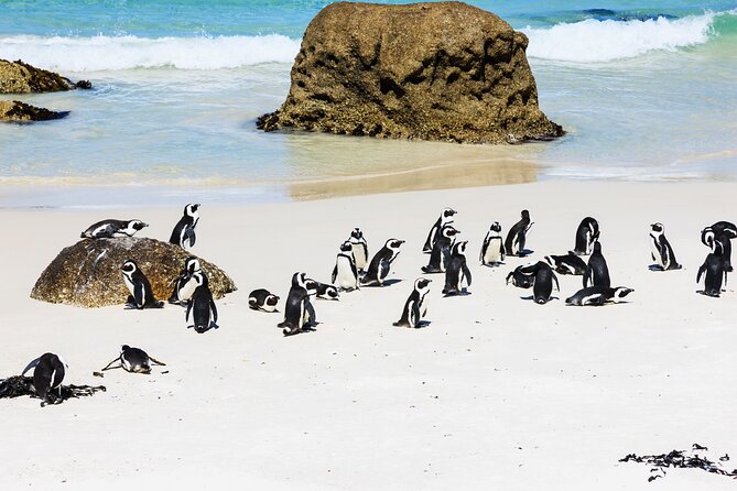Cape of Good Hope and Boulders Beach Group Tour in Cape Town - Hout Bay: choose Seal Island or keep it simple