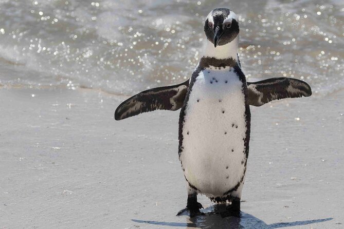 Cape of Good Hope and Boulders Beach Group Tour in Cape Town - Boulders Beach Penguin Colony: up close without feeling rushed