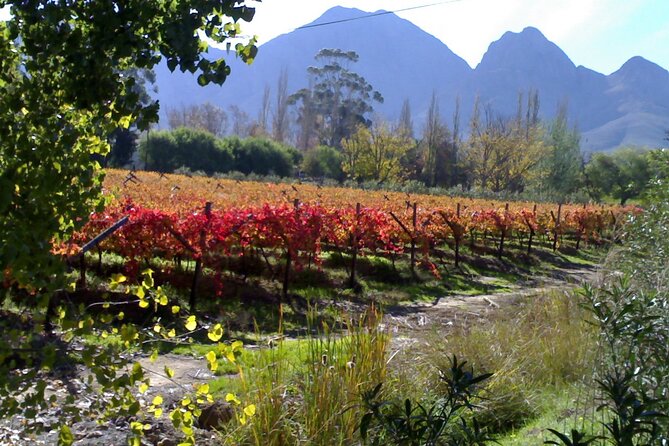 Cape of Good Hope and Cape Winelands Day Tour from Cape Town - Cape of Good Hope and Cape Point, wildlife plus real Cape flora