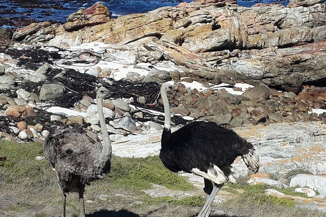 Cape of Good Hope and Cape Winelands Day Tour from Cape Town - Timing, comfort, and what to pack for an 8 to 9 hour day