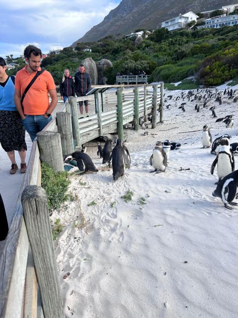 Cape of Good Hope and Penguins Full-Day Private Tour - Should you book this Cape of Good Hope and Penguins private tour?