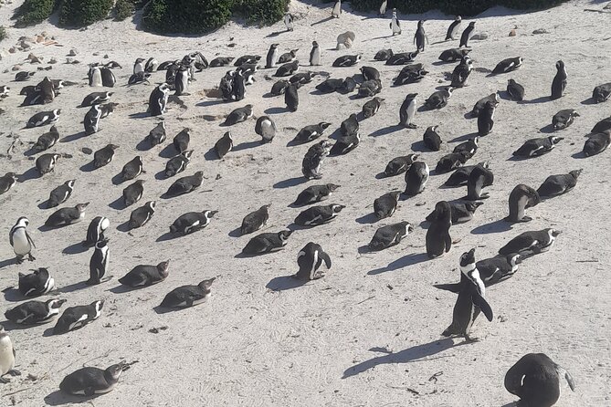 Cape of Good Hope and Penguins Full Day Tour from Cape Town - Key highlights you’ll feel right away