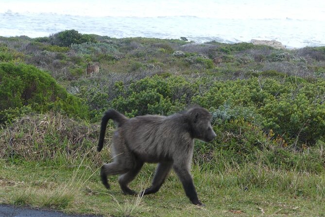 Cape of Good Hope and Penguins Full Day Tour from Cape Town - Chapmans Peak Drive: the cliff-view stretch you’ll remember