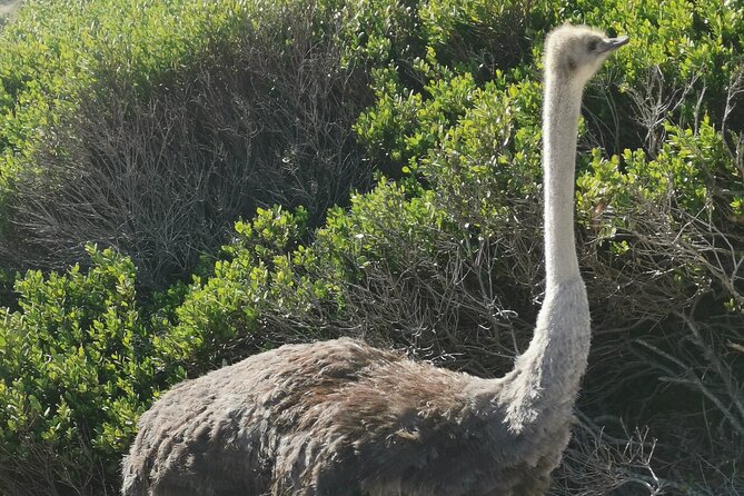 Cape of Good Hope and Penguins Full Day Tour from Cape Town - Cape Point Nature Reserve: lighthouse area plus time to walk