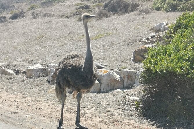 Cape of Good Hope and Penguins Full Day Tour from Cape Town - Cape of Good Hope: cliffs, wildlife chances, and big views