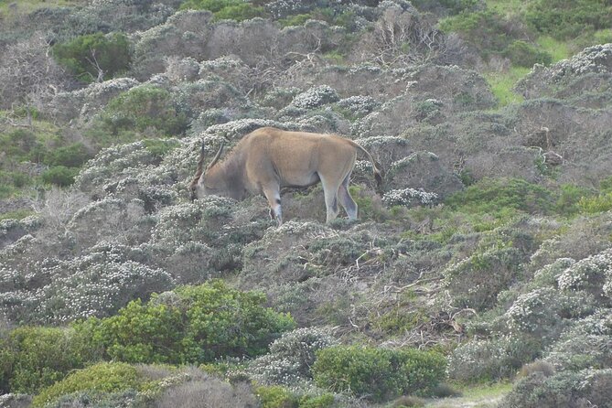 Cape of Good Hope and Penguins Full Day Tour from Cape Town - Boulders Beach Penguin Colony: watching African penguins do their thing