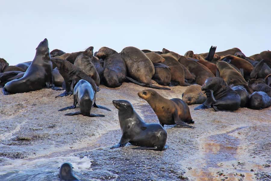 Cape of Good Hope and Penguins Private Tour with Entry Fees - Boulders Beach Penguin Colony: Boardwalk Viewing That Feels Personal